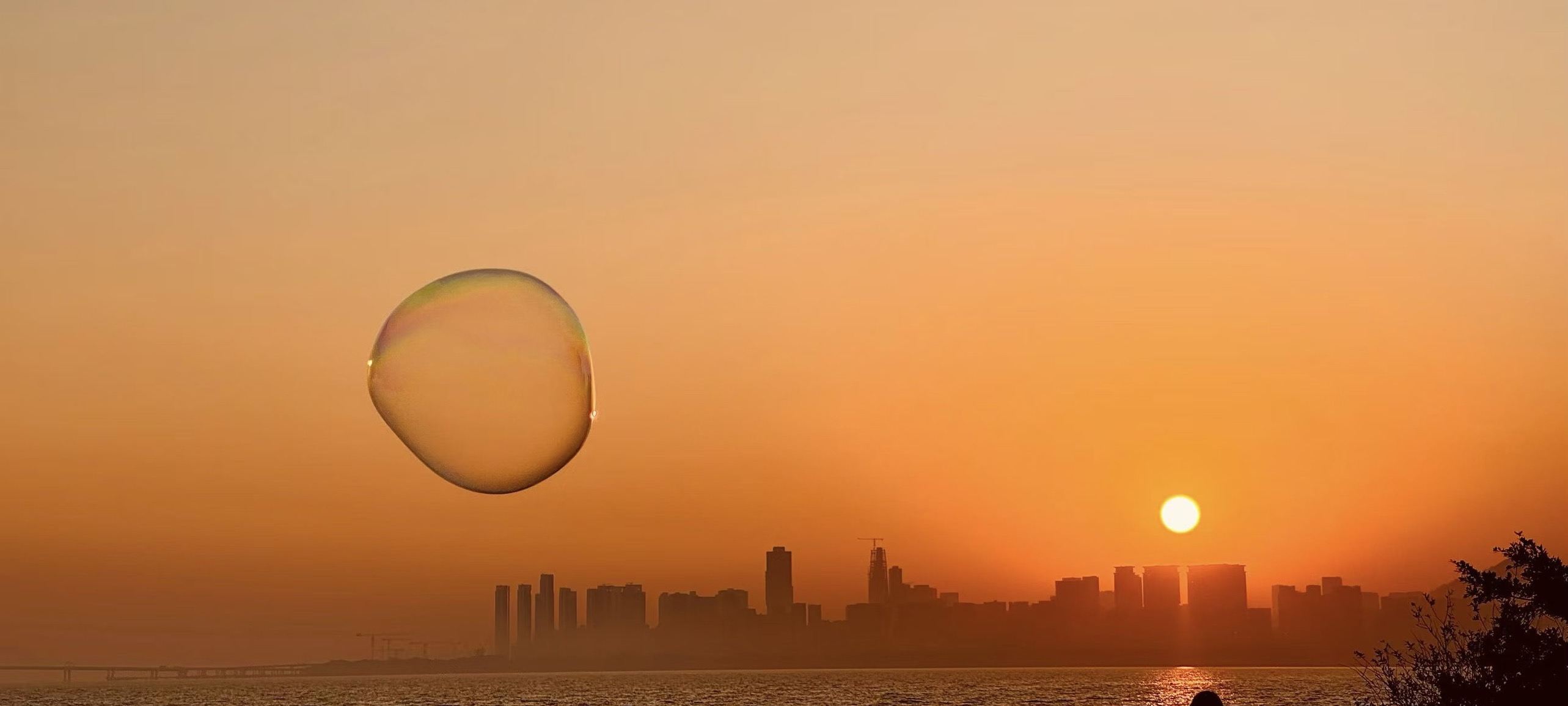 Ragdoll cat with AI-powered smart ring — Nbidea technology that feels